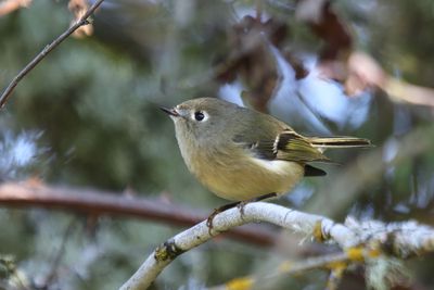 Ruby Crowned Kinglet