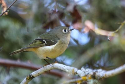 Ruby Crowned Kinglet