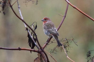house finch