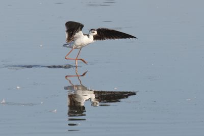 Black necked stilt