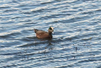 American Wigeon