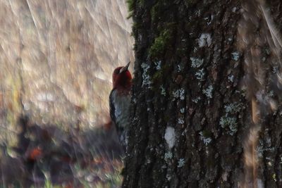Red breasted Sapsucker