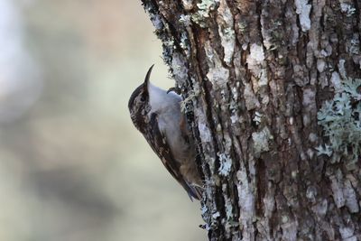 Brown Creeper