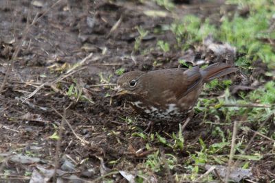 Fox Sparrow