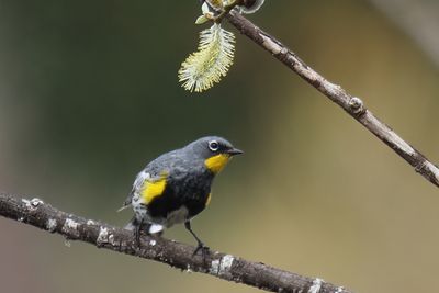 Yellow rump Warbler