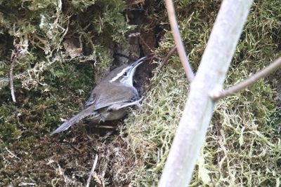Bewicks Wren
