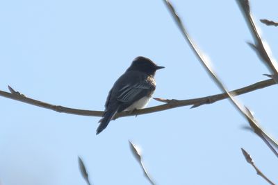 Black phoebe