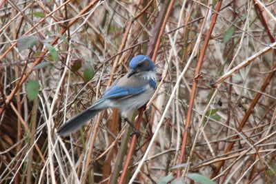 Western Scrub Jay
