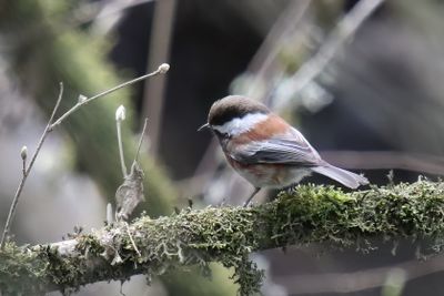 Chestnut back Chickadee