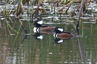 Hooded Mergansers