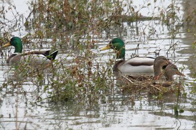Mallards
