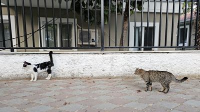 kemer15_z.jpg