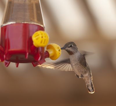 Birds-3.jpg