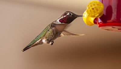 Humming Bird