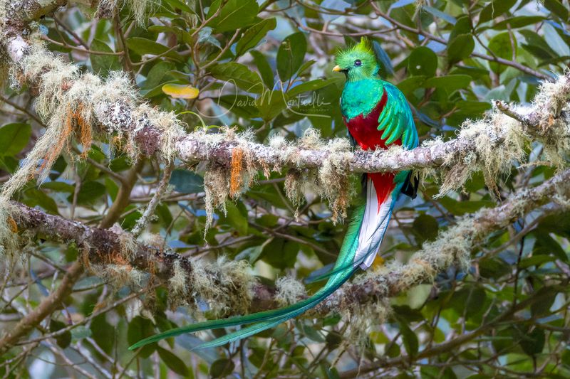 Resplendent Quetzal (Pharomachrus mocinno)