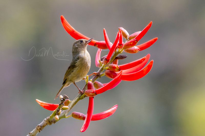 Slaty Flowerpiercer (Diglossa plumbea)