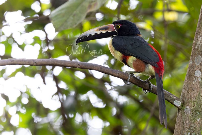 Collared Aracari (Pteroglossus torquatus)
