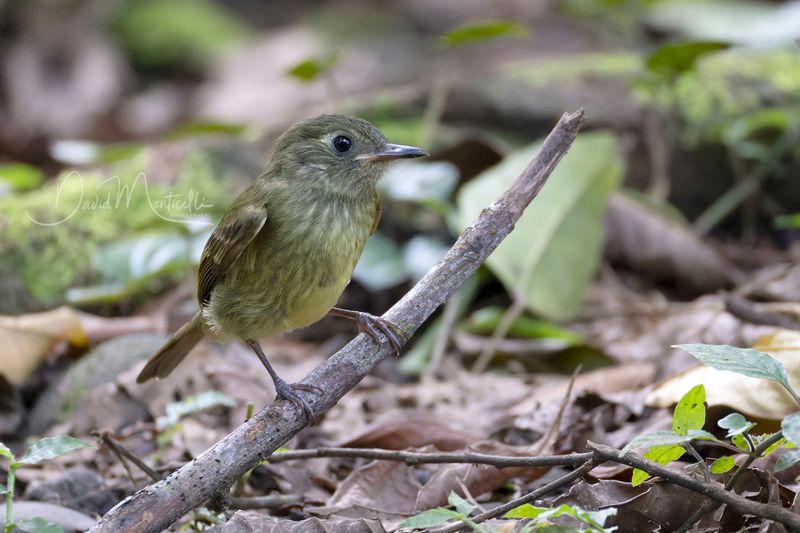 Olive-streaked Flycatcher (Mionectes olivaceus)
