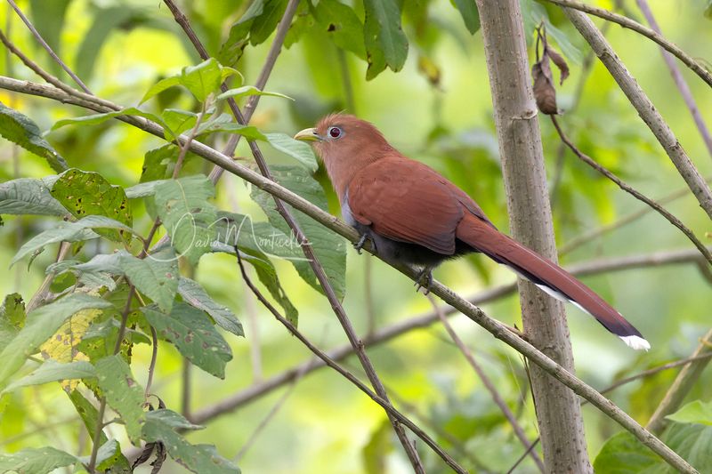 Squirrel Cuckoo (Piaya cayana)