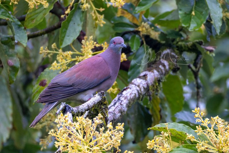 Pale-vented Pigeon (Patagioenas cayennensis)