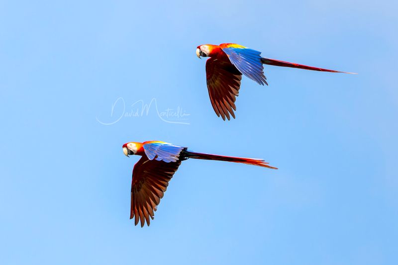 Scarlet Macaws (Ara macao)