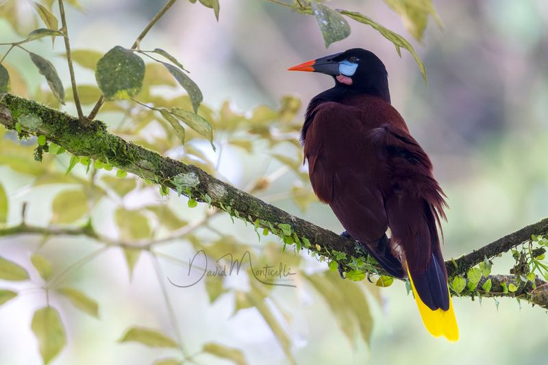 Montezuma Oropendola (Psarocolius montezuma)