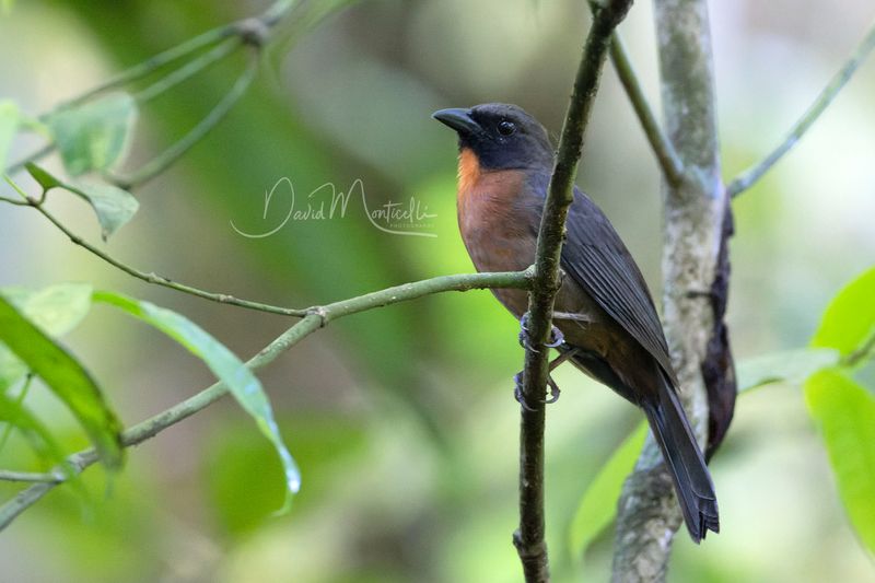 Black-cheeked Ant-Tanager (Driophlox atrimaxillaris)