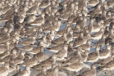 Flock of Great Knots, Calidris tenuirostris at Laem Pak Bia, Phetchaburi