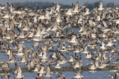 Large multi-speices flock of waders at Laem Pak Bia, Phetchaburi