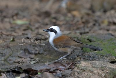 White-crested Laughingthrush, Garrulax leucolophus