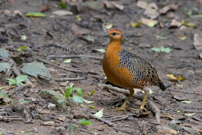 Ferruginous Partridge, Caloperdix oculeus