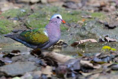 Asian Emerald Dove, Chalcophaps indica