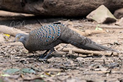 Grey Peacock-Pheasant, Polyplectron bicalcaratum