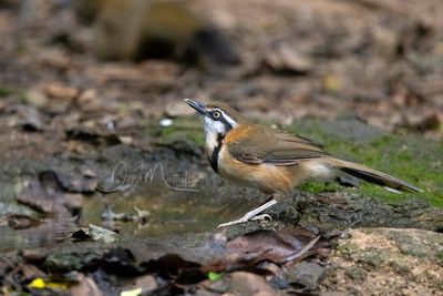 Lesser Necklaced Laughingthrush, Garrulax monileger
