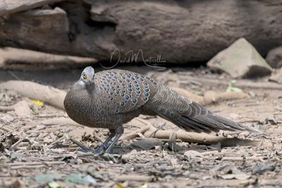 Grey Peacock-Pheasant, Polyplectron bicalcaratum