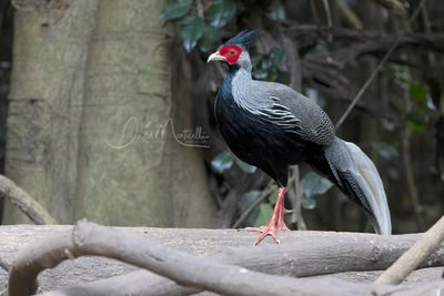 Kalij Pheasant, Lophura leucomelanos