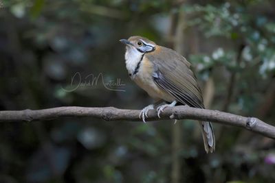Greater Necklaced Laughingthrush, Pterorhinus pectoralis
