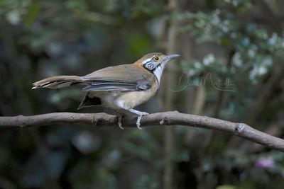 Greater Necklaced Laughingthrush, Pterorhinus pectoralis