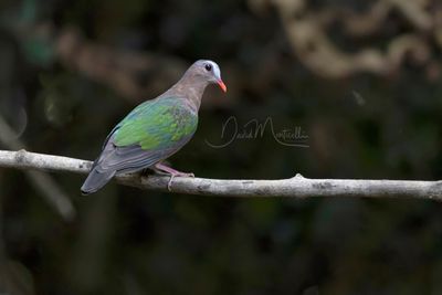 Asian Emerald Dove, Chalcophaps indica