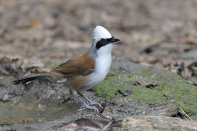 White-crested Laughingthrush, Garrulax leucolophus