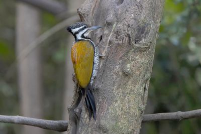 Common Flameback, Dinopium javanense