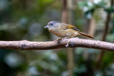 Brown-cheeked Fulvetta, Alcippe poioicephala