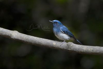 Hainan Blue Flycatcher, Cyornis hainanus