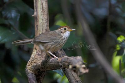 Puff-throated Babbler, Pellorneum ruficeps
