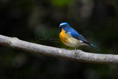 Chinese Blue Flycatcher, Cyornis glaucicomans
