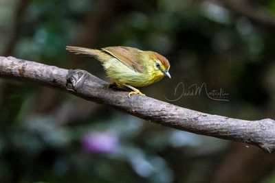 Pin-striped Tit-Babbler, Mixornis gularis