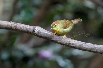 Pin-striped Tit-Babbler, Mixornis gularis
