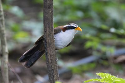 White-browed Scimitar-Babbler, Pomatorhinus schisticeps