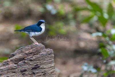 Siberian Blue Robin, Larvivora cyane