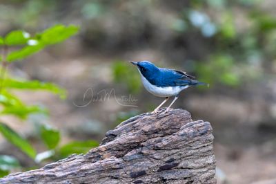 Siberian Blue Robin, Larvivora cyane